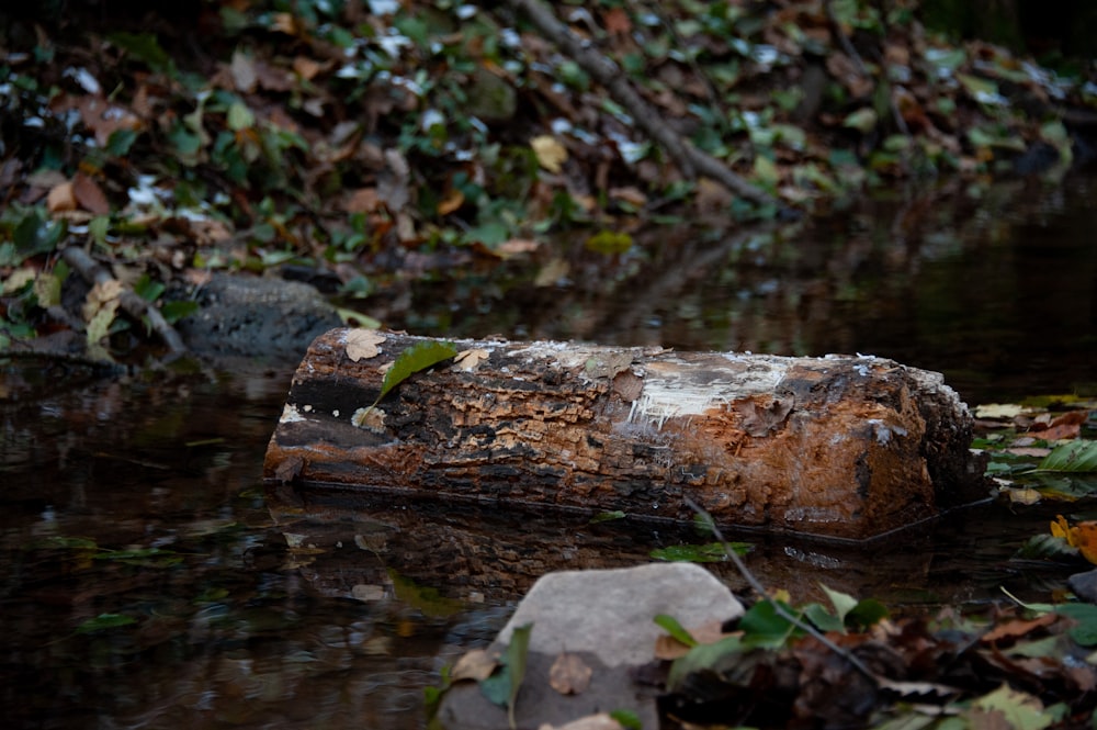 a log in the water surrounded by leaves