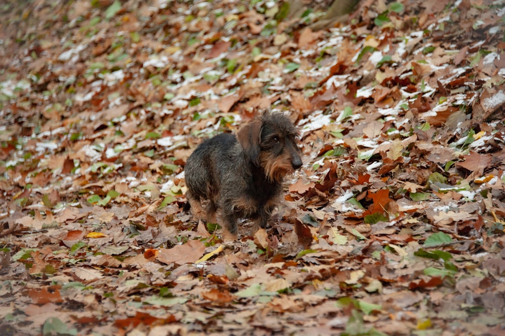 a small dog walking through a pile of leaves