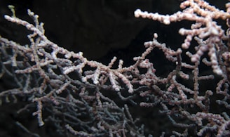 Intricate branching coral with a delicate structure and subtle variations in color, set against a dark background that highlights the coral's texture.
