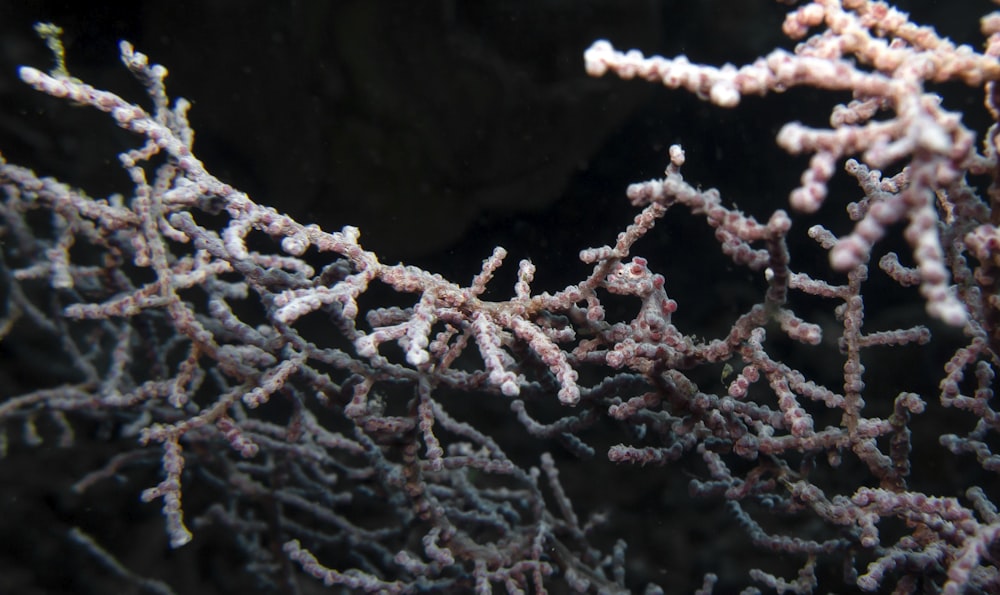 a close up of some corals in the water