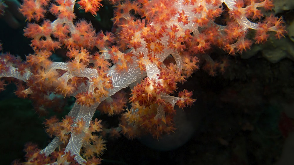 un primo piano di un corallo su una barriera corallina