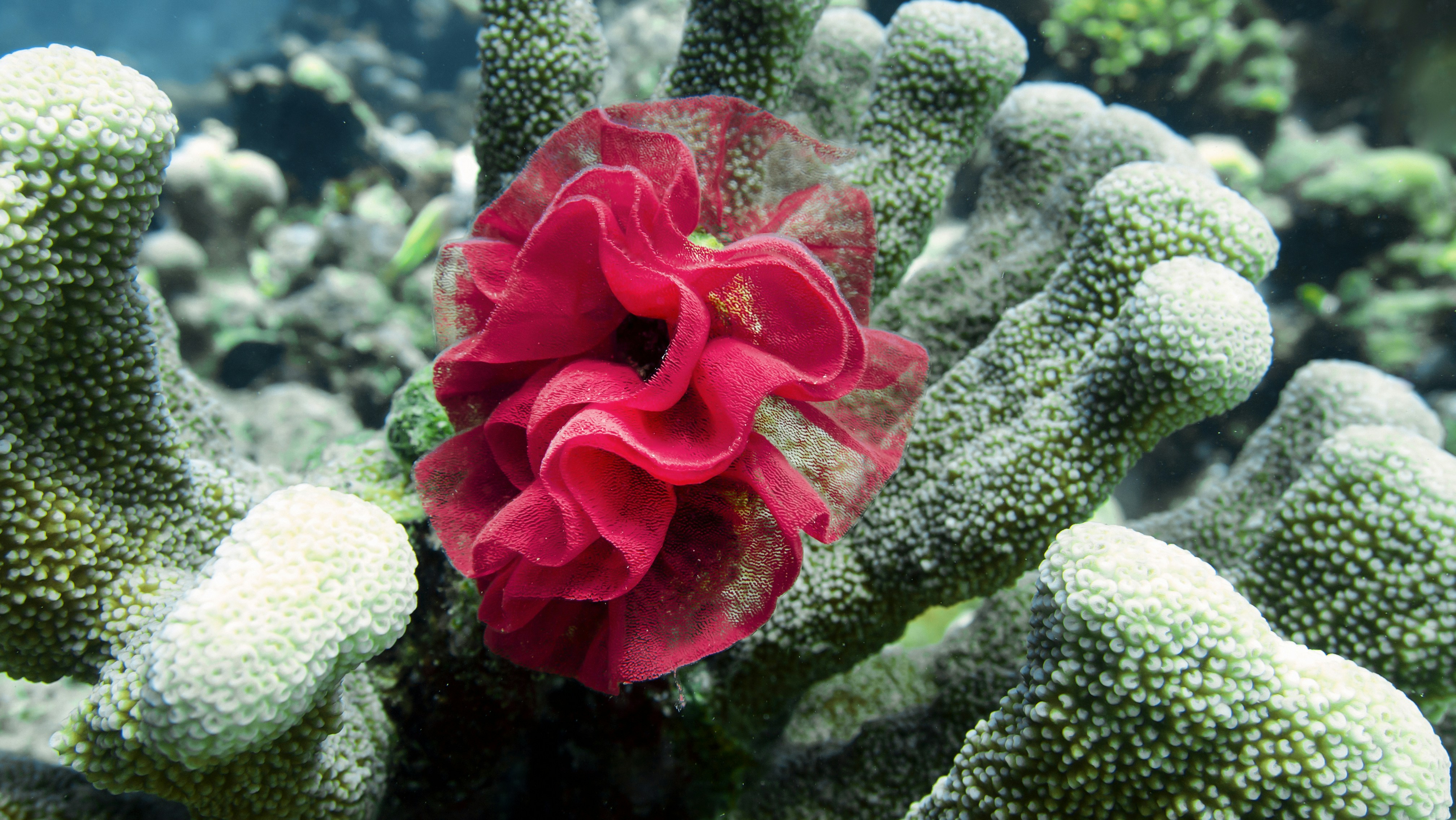 a coral with a red flower on top of it