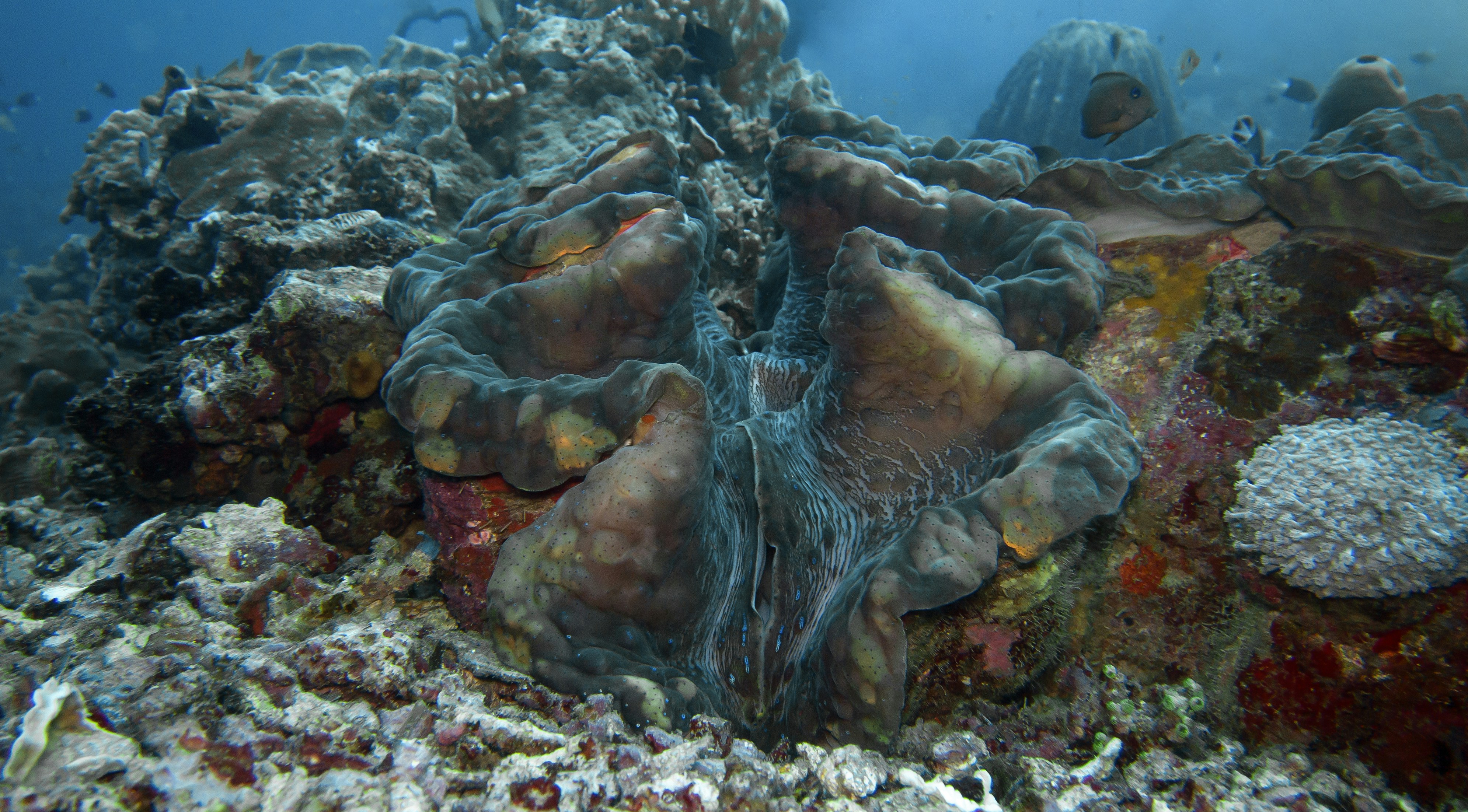 a large sea anemone on a coral reef