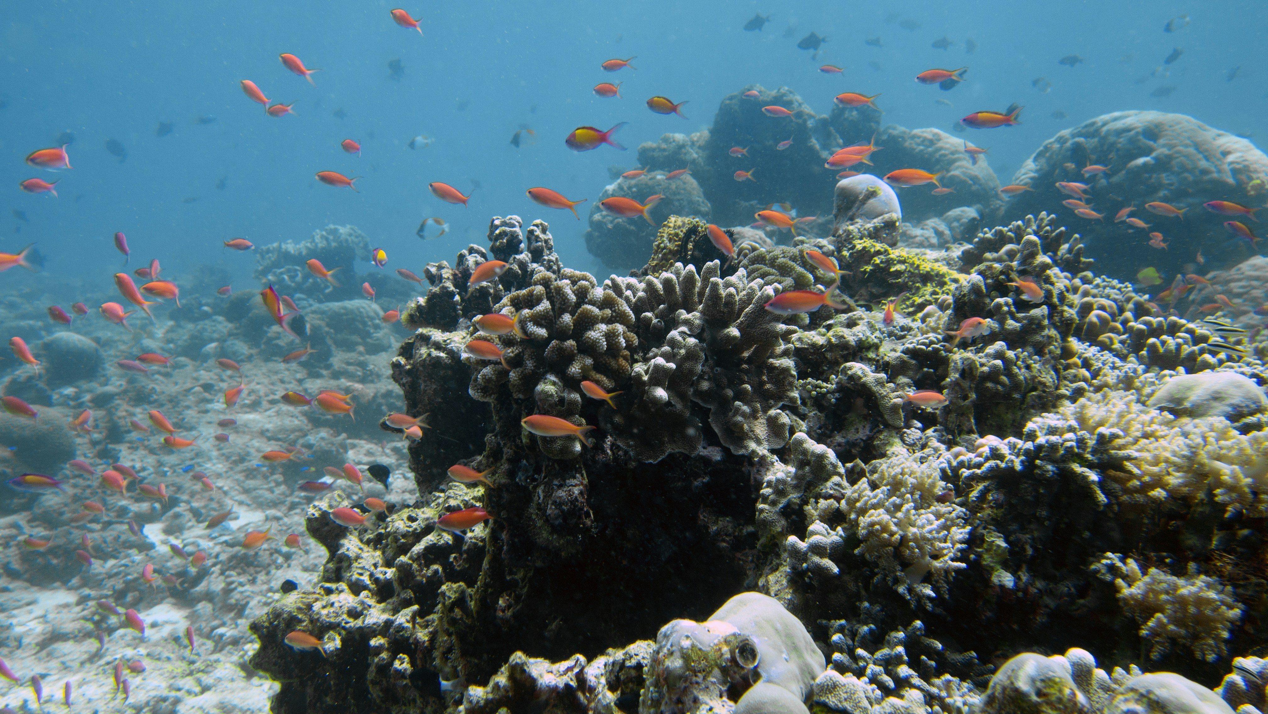 a group of fish swimming over a coral reef