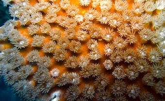 A close-up view of vibrant orange coral polyps with intricate, delicate white tentacles extending outward. The texture appears soft and detailed, highlighting the beauty of marine life.