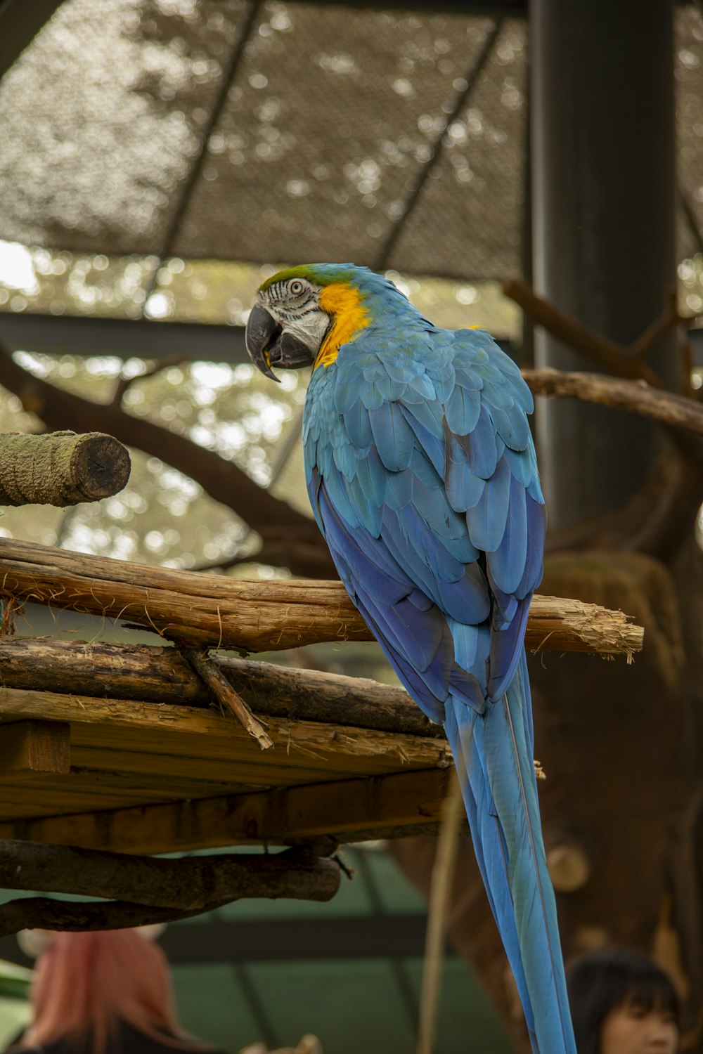 a blue and yellow parrot perched on a branch