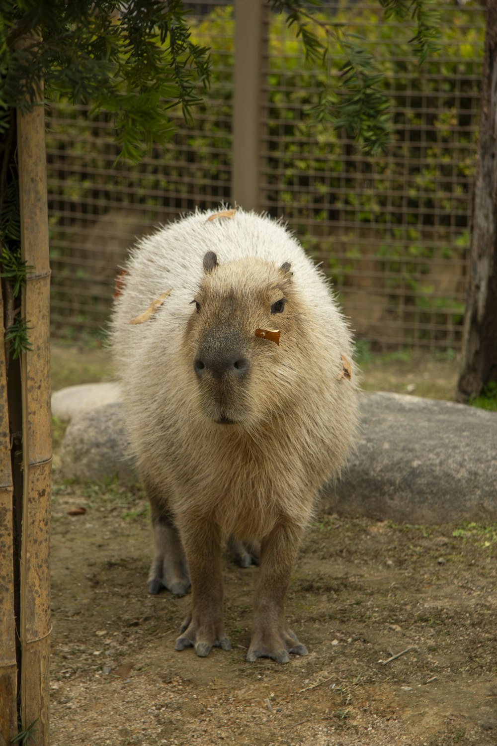 a capybara standing next to a tree in an enclosure