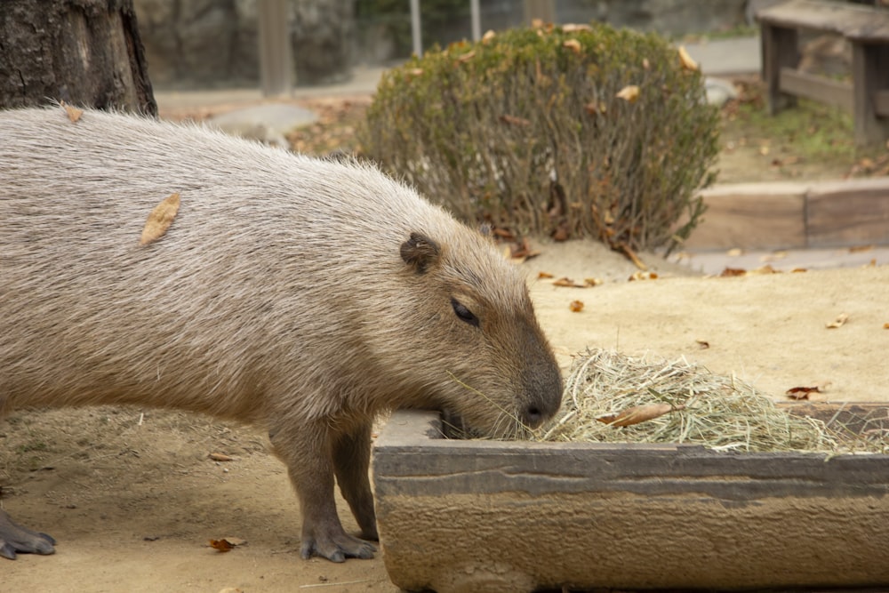 a capybara eating hay in a zoo enclosure