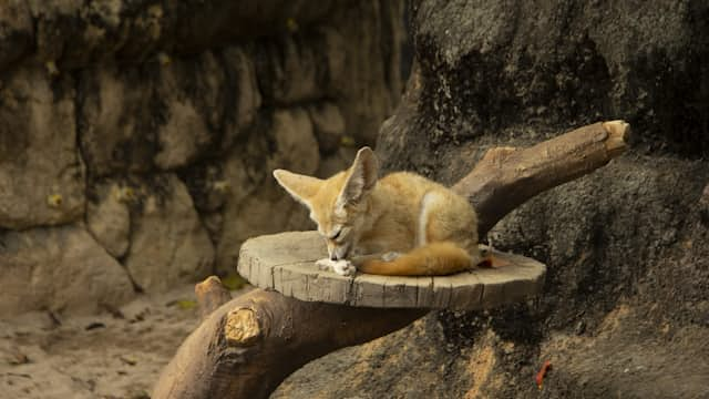 Fennec