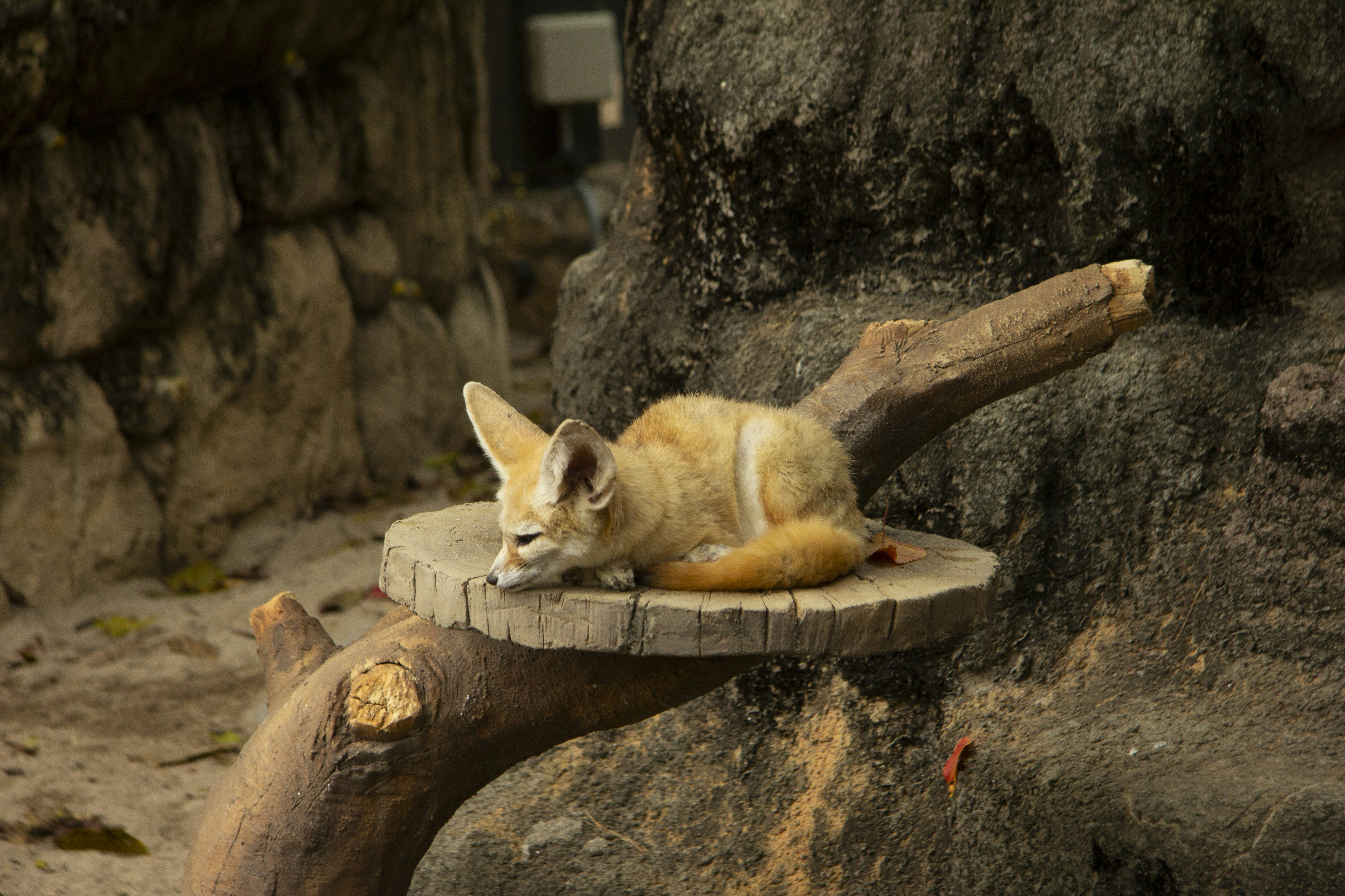 a small cat laying on top of a piece of wood