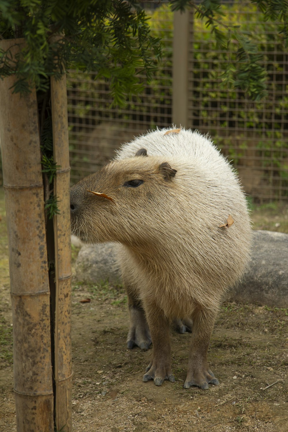 a capybara is standing next to a tree