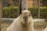 A cheerful capybara mascot carrying colorful shopping bags in a lively market setting.