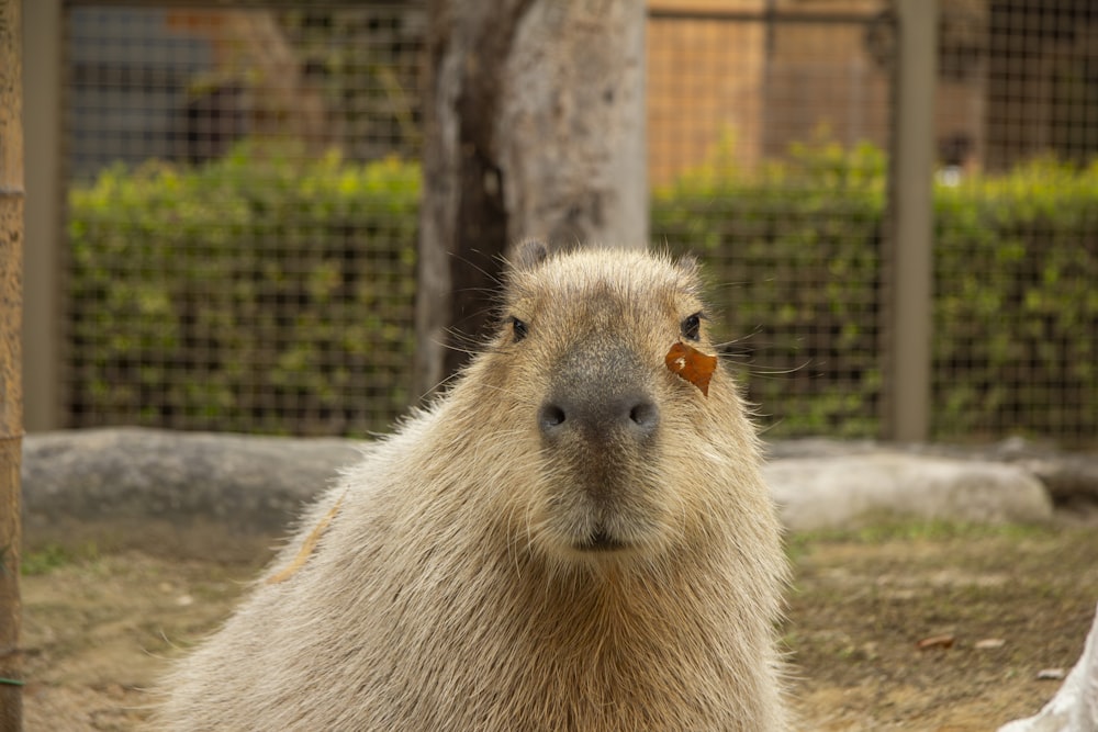 a capybara looking at the camera in a zoo enclosure