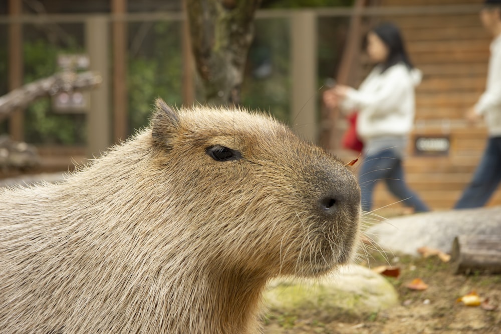 a close up of a capybara in a zoo enclosure