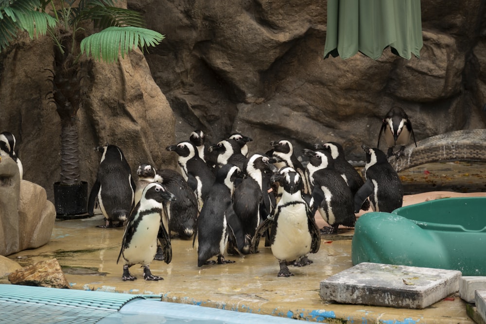 a group of penguins in a zoo enclosure