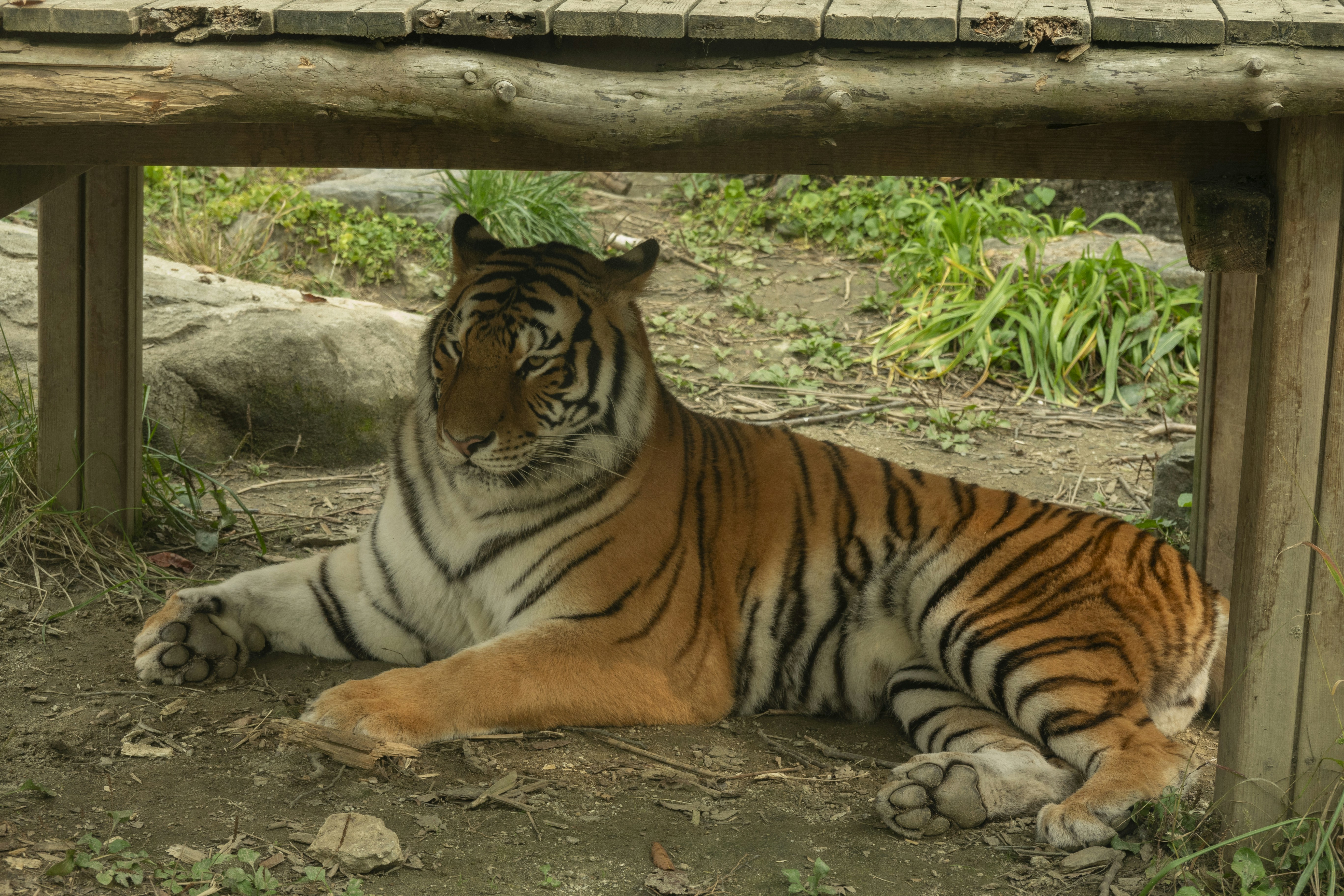 Seekor harimau besar berbaring di bawah struktur kayu