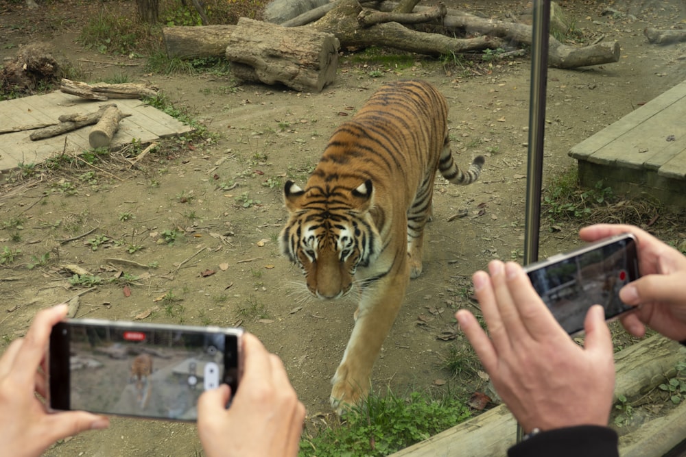 a man taking a picture of a tiger