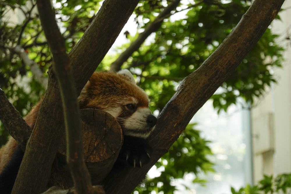 a red panda is sitting in a tree