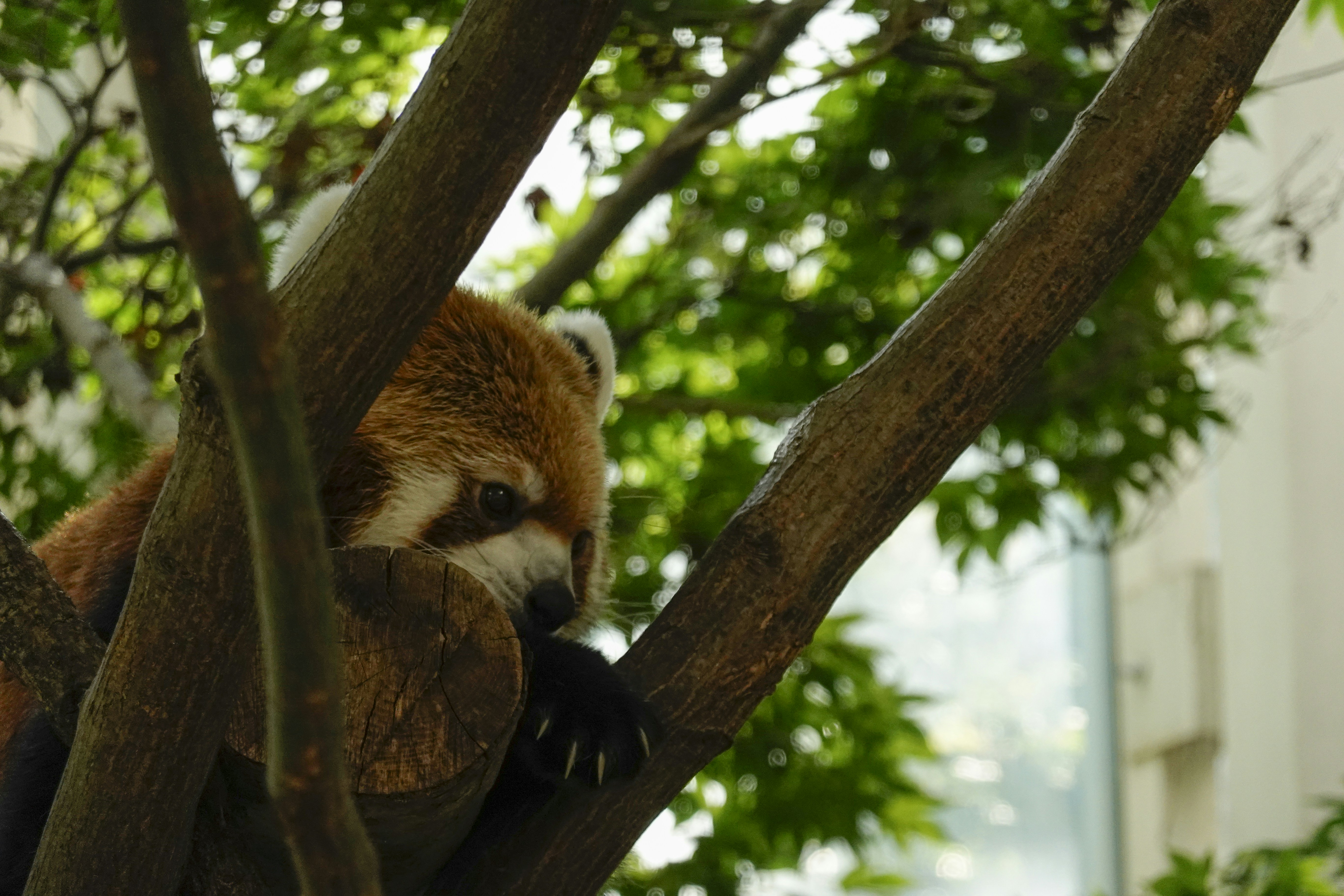 a red panda is sitting in a tree