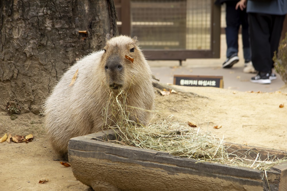a capybara eating hay in a zoo enclosure