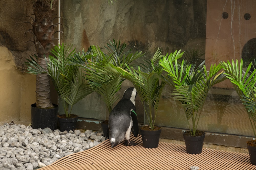 a penguin is standing next to some plants