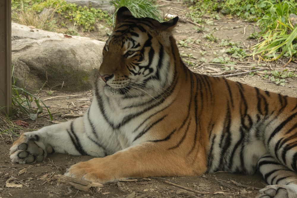 a tiger laying on the ground in a zoo