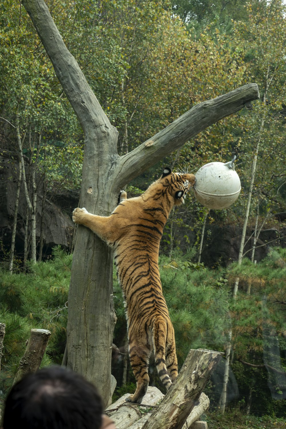 a tiger playing with a white ball in its mouth