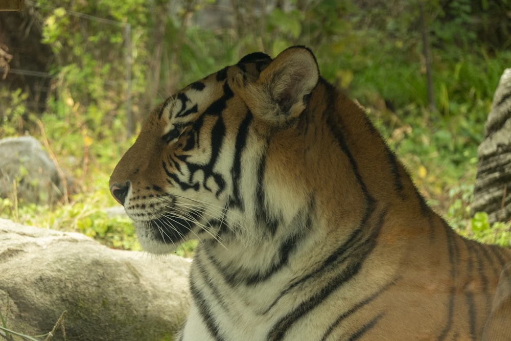 a tiger sitting in the grass next to a rock