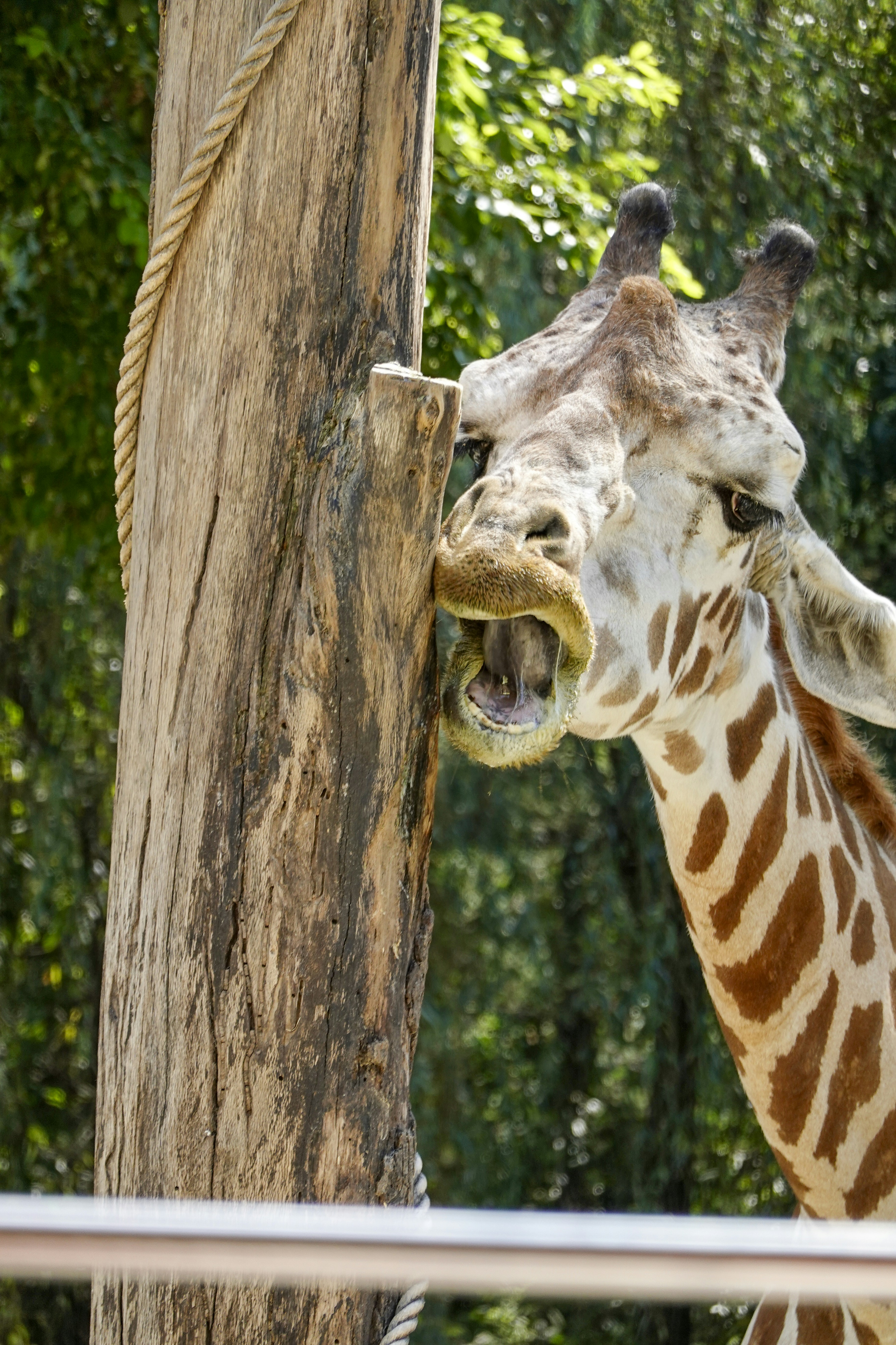 a giraffe standing next to a tree with its mouth open