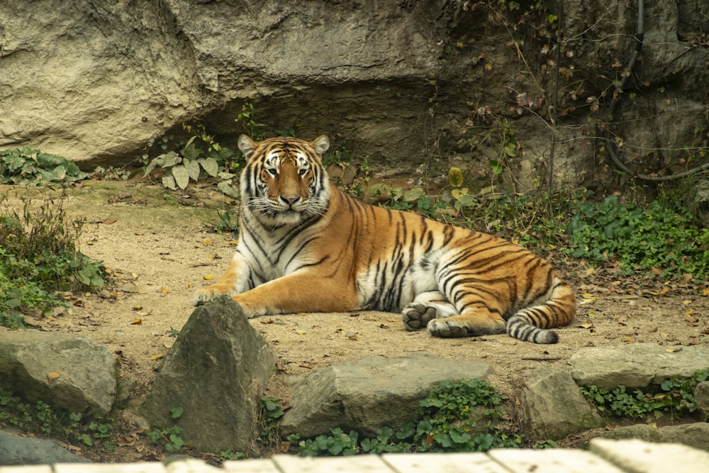 a tiger laying on the ground in front of a rock wall