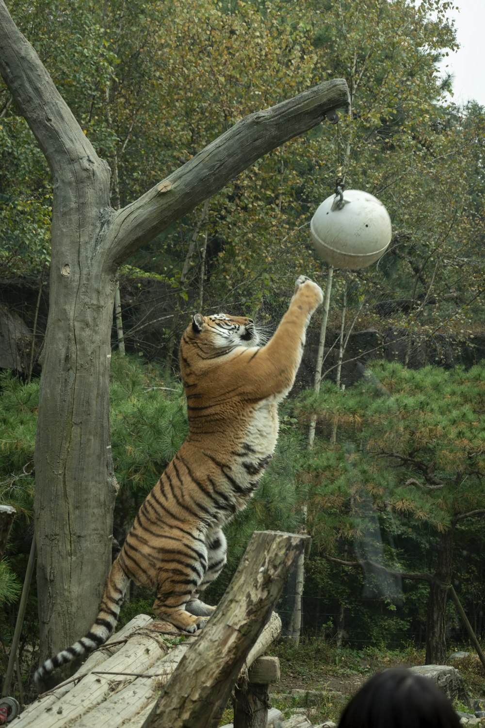 a tiger playing with a ball in a tree