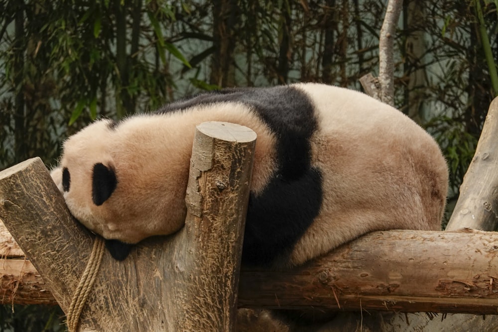 a panda sleeping on top of a tree log