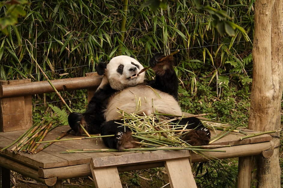Panda on wooden platform - Chengdu base alternative