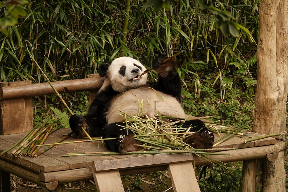 a panda bear sitting on top of a wooden platform