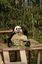 A cozy panda lounging with a laptop surrounded by discount tags and shopping bags.