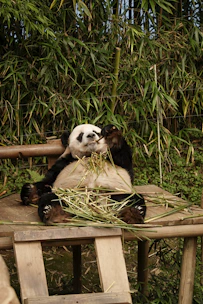 A cozy panda lounging with a laptop surrounded by discount tags and shopping bags.