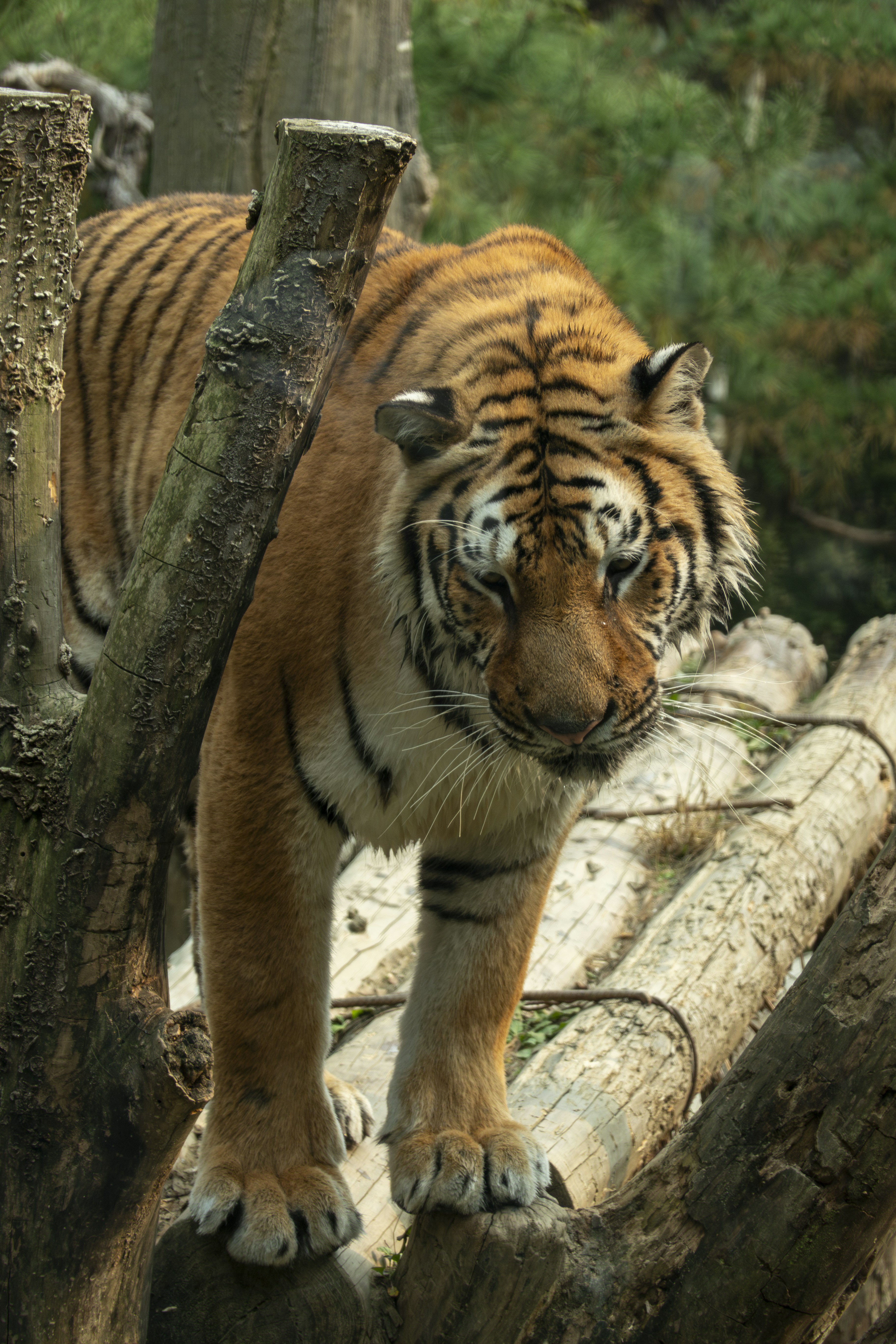 a tiger standing on a tree branch in a forest