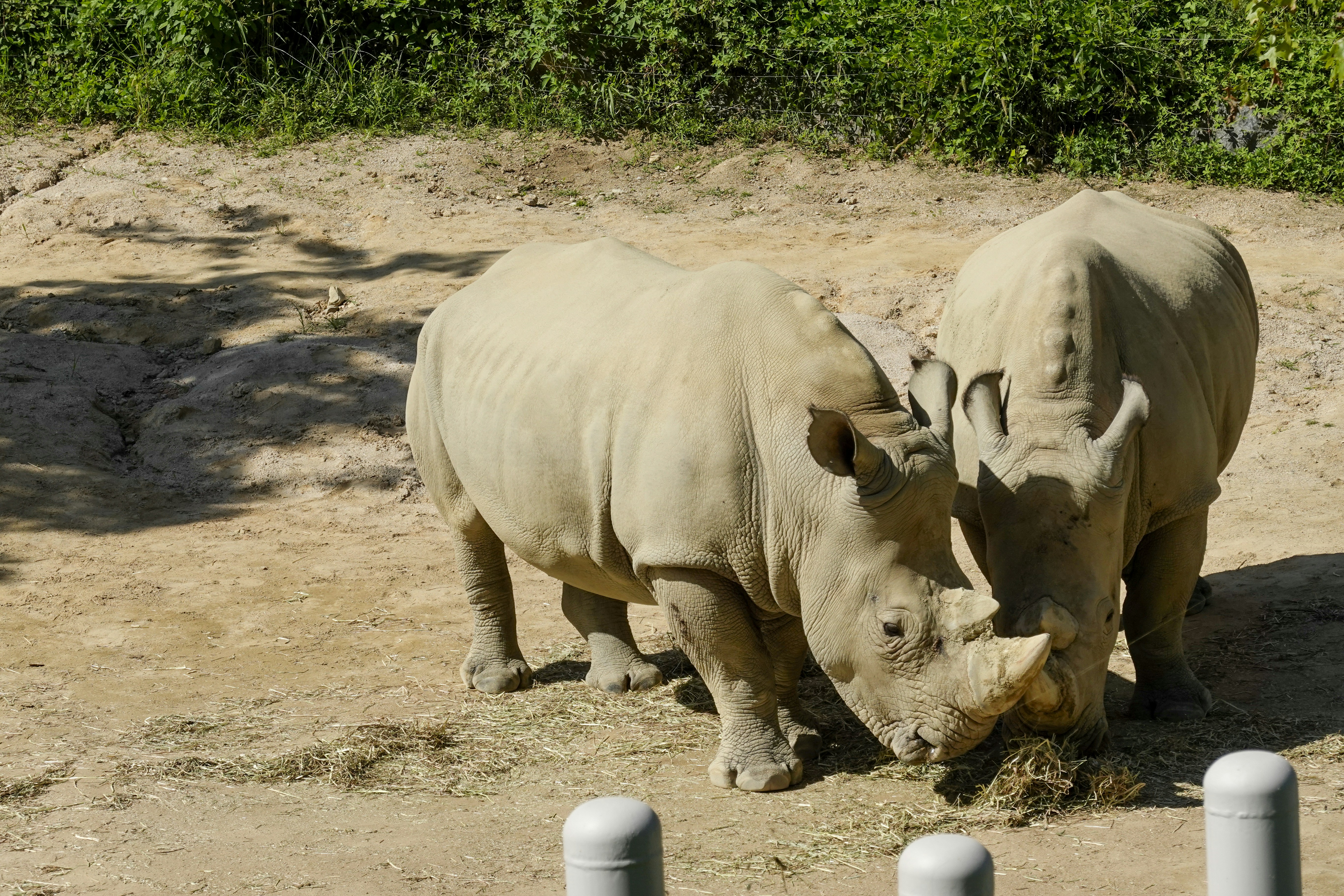 a couple of rhinos that are standing in the dirt
