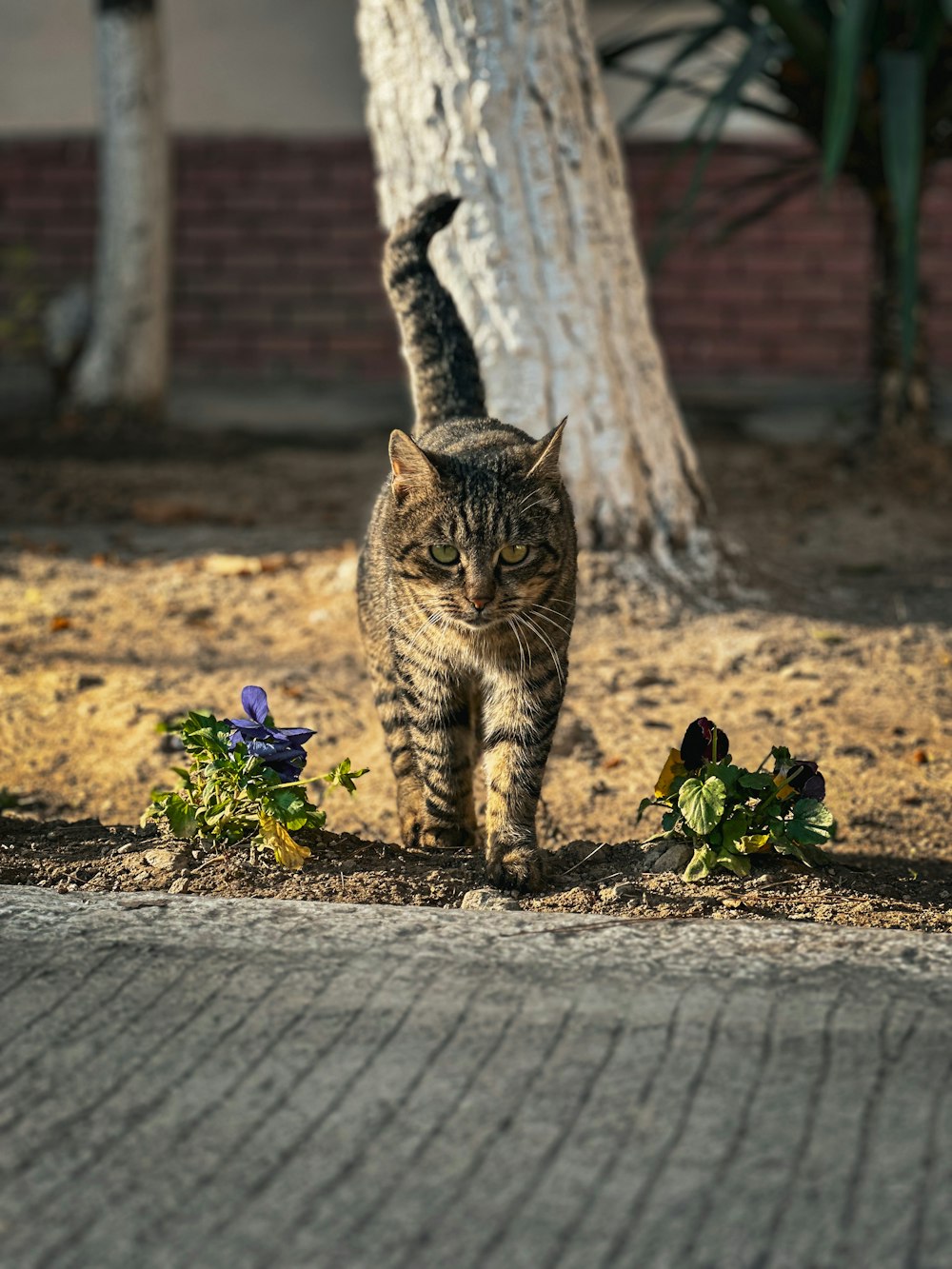 a cat walking across a sidewalk next to a tree