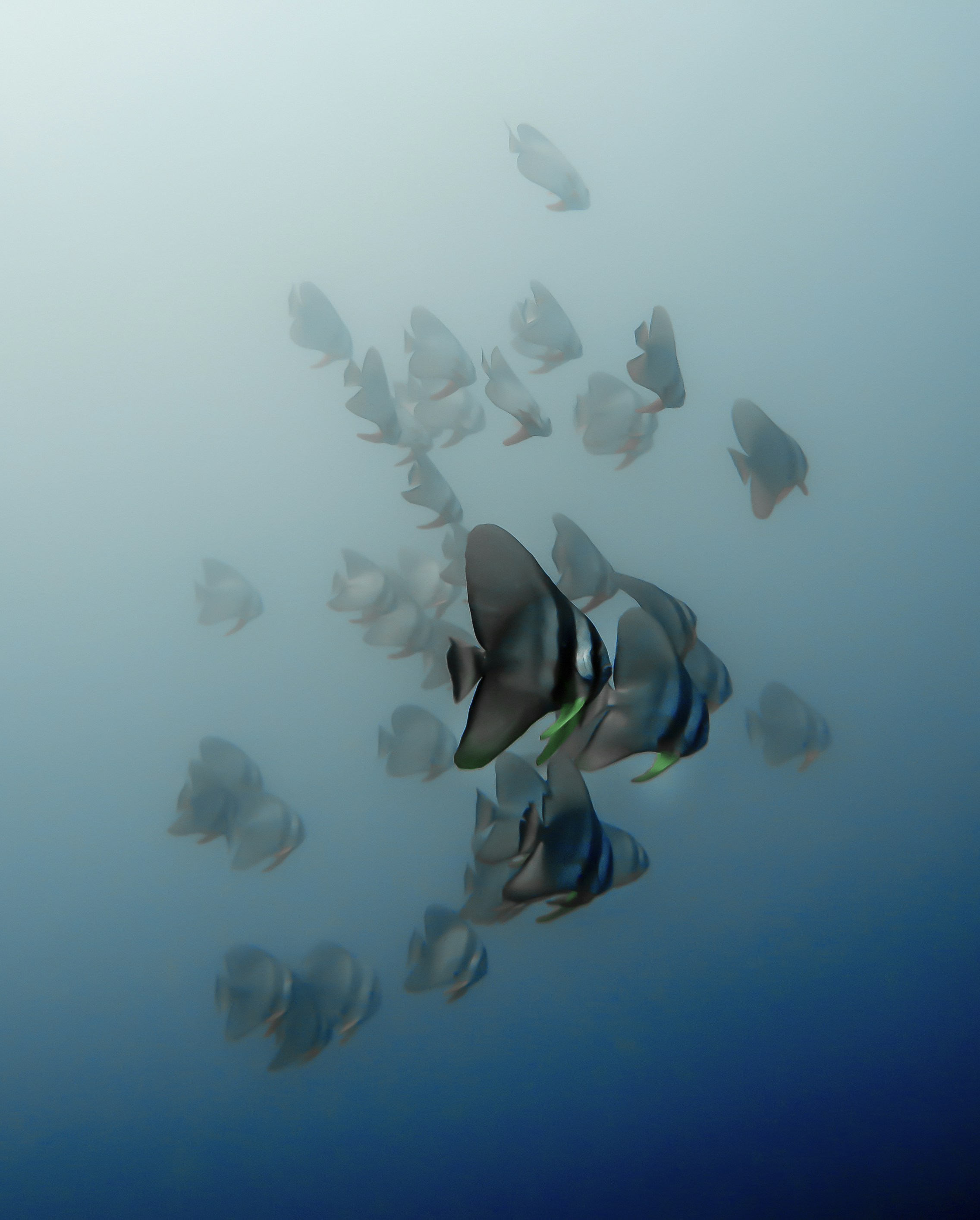 un grande gruppo di pesci che nuotano nell'oceano