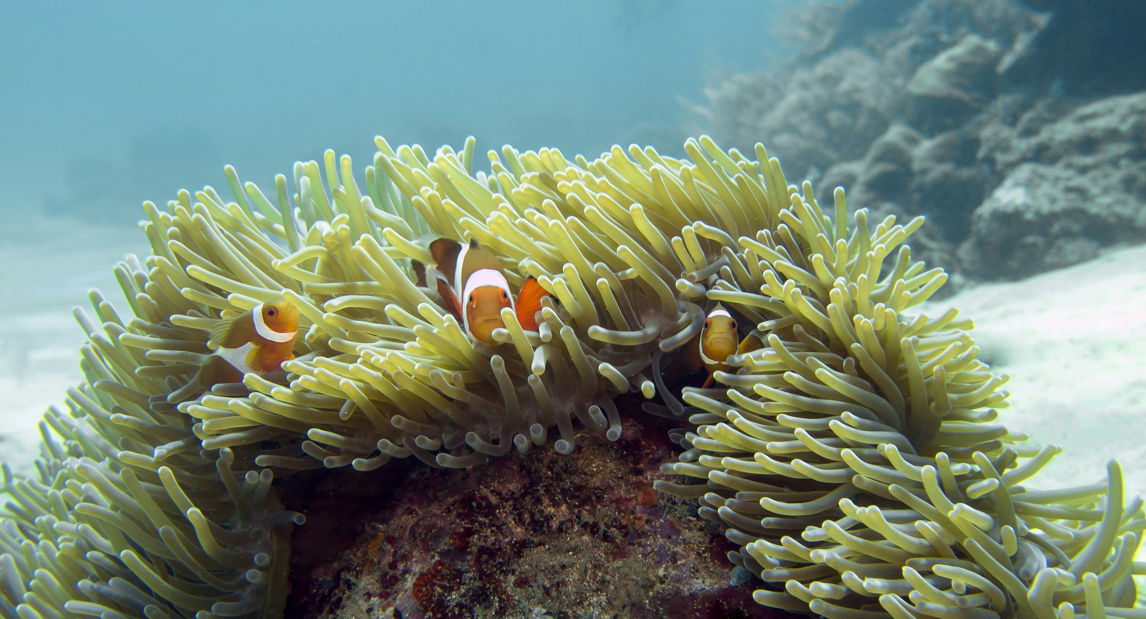 Why Change Sex? The Evolutionary Advantage (image credits: unsplash)