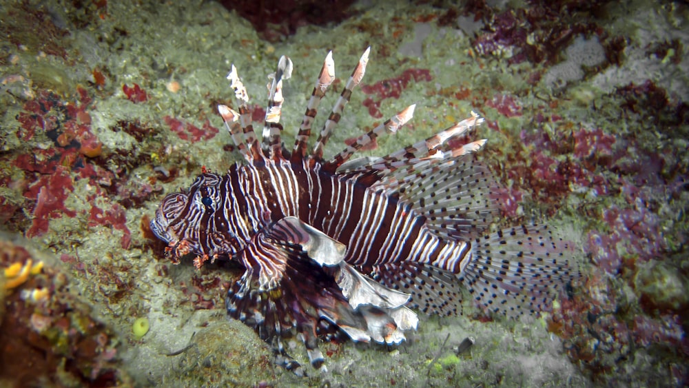 a close up of a lionfish on a coral