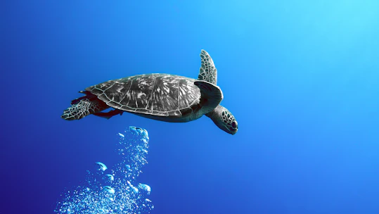a sea turtle swimming in the blue water