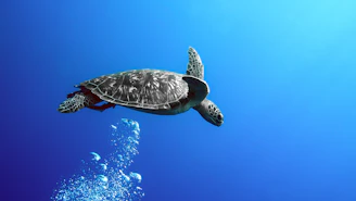 a sea turtle swimming in the blue water