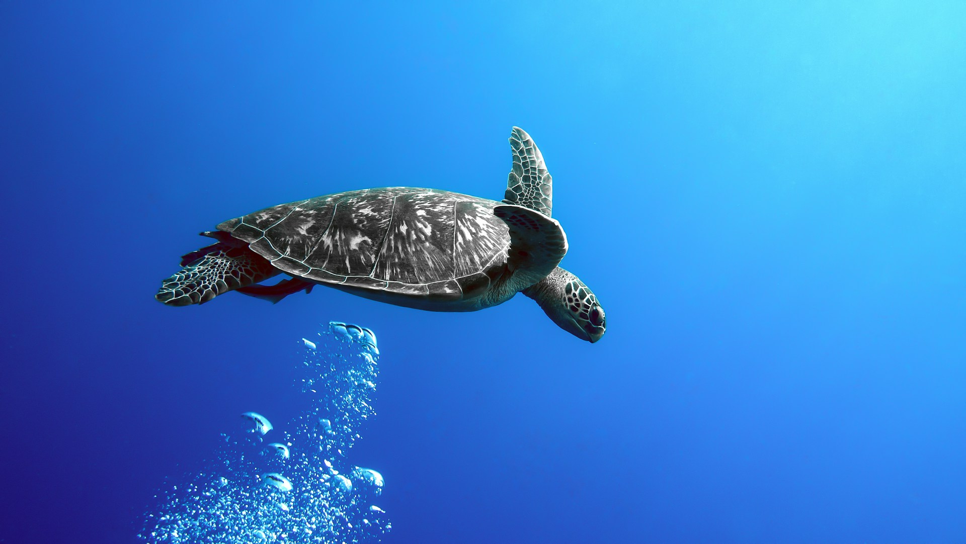 a sea turtle swimming in the blue water