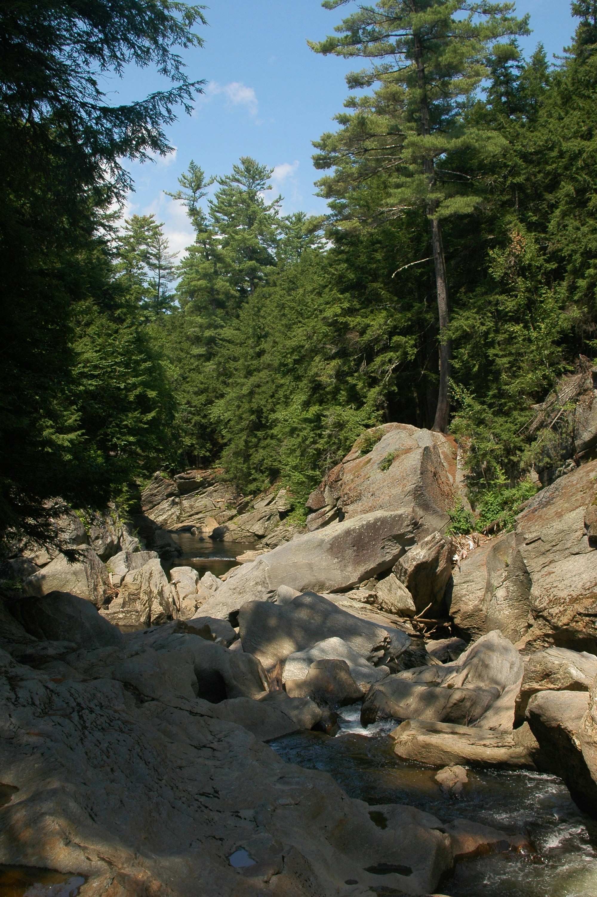 a river running through a lush green forest