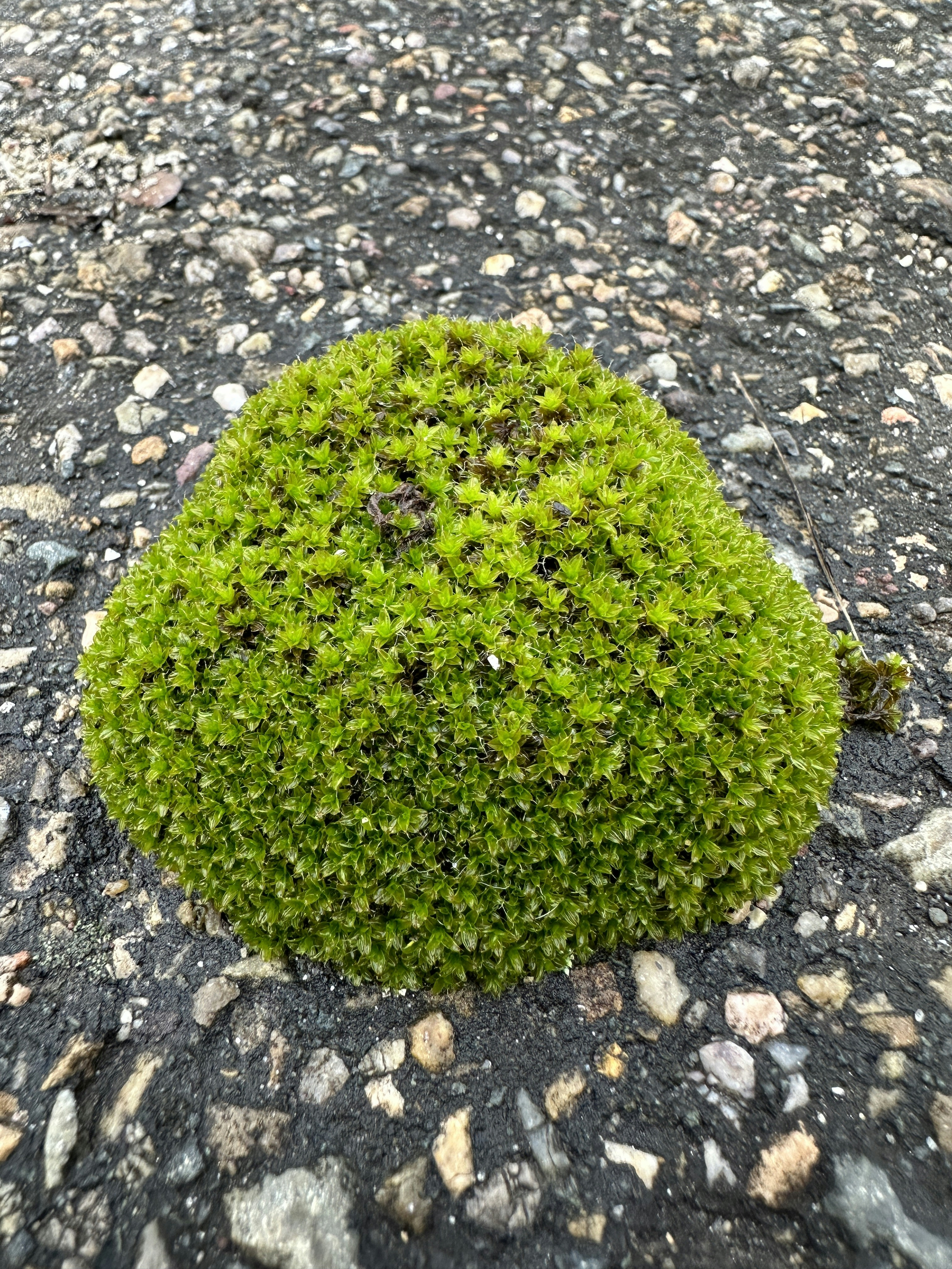 a patch of green moss growing on the ground