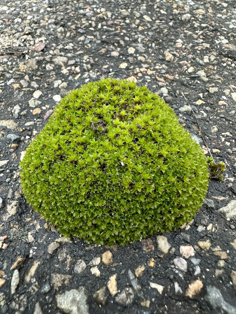 une tache de mousse verte poussant sur le sol