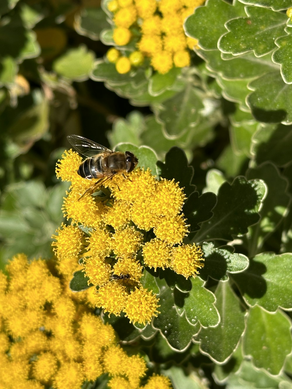 a bee sitting on top of a yellow flower