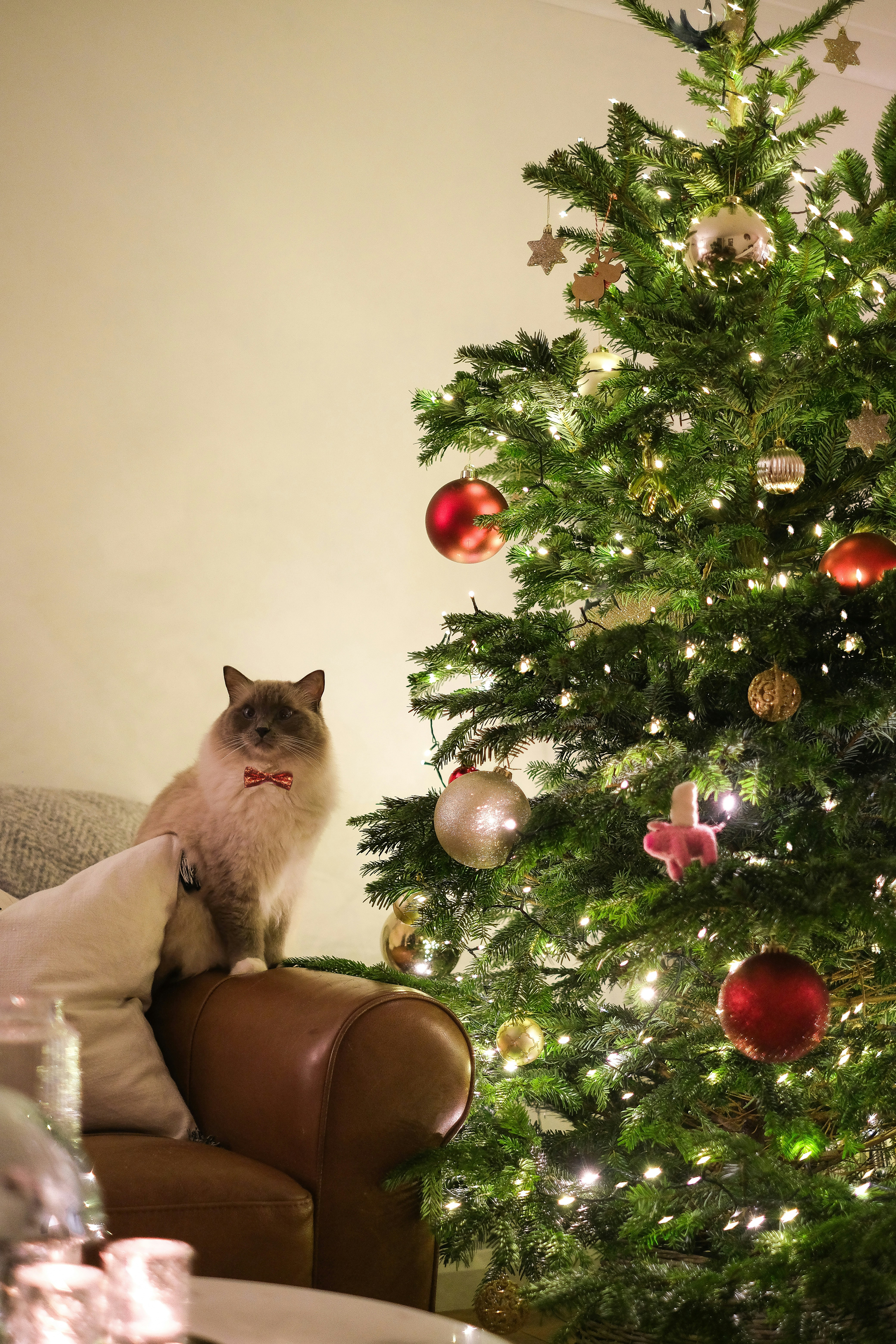 a cat sitting on a chair in front of a christmas tree